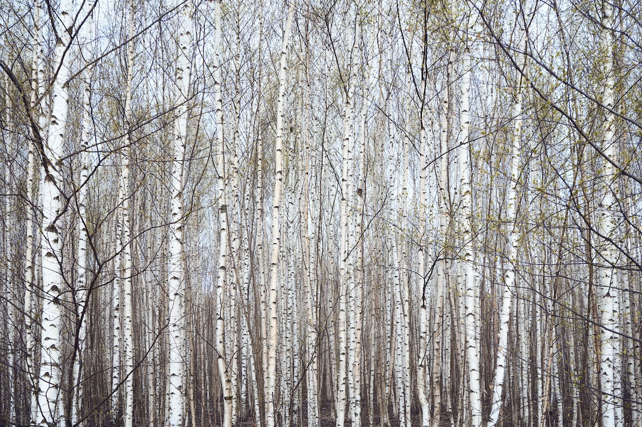 trees-with-the-young-birchs-in-the-spring-2022-11-02-16-22-25-utc copperant-altra-finish-zijdeglans